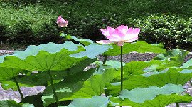 HKU lily pond